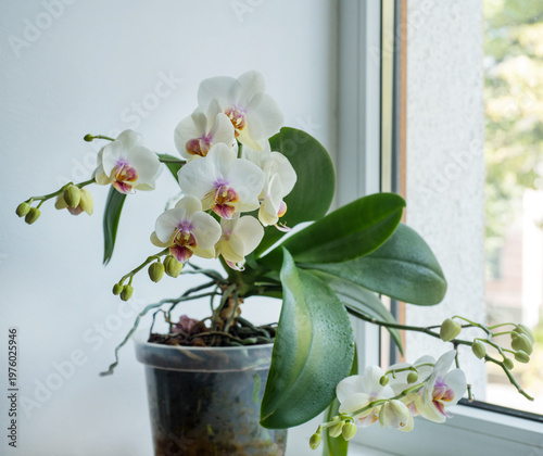 Fotografía orchid pot, Phalaenopsis Aphrodite on the windowsill, petals, buds, close-up