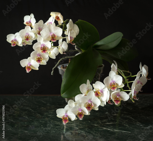 Phalaenopsis variety aphrodite in the period of abundant flowering on a dark