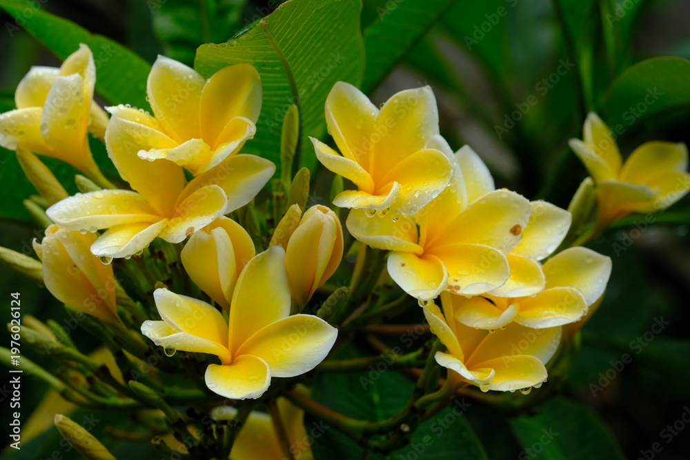 Fototapeta premium Plumeria acuminata. Yellow Balinese frangipani flowers bloom on the branches.