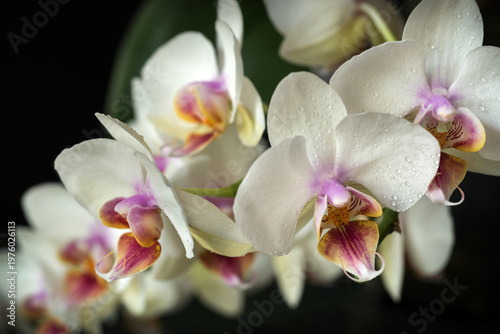 Phalaenopsis Aphrodite, petals close-up with water drops