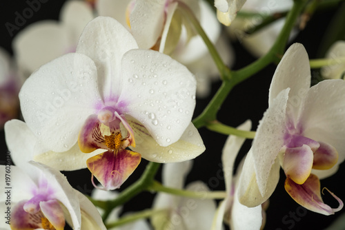 Phalaenopsis Aphrodite close-up with water drops