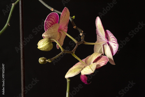 orchid flower Kimono Red Phalaenopsis, petals with buds