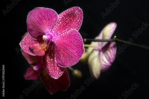 Kimono Red Phalaenopsis , petals of flowers close-up on dark
