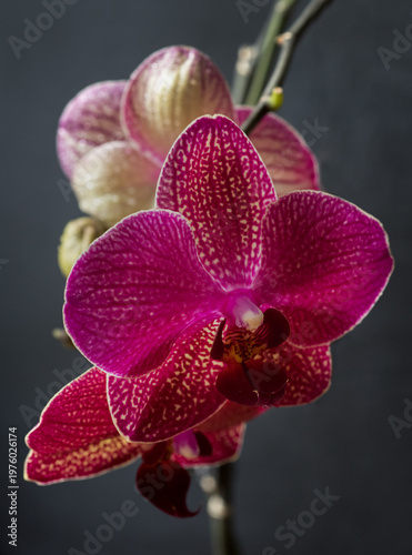 Kimono Red Phalaenopsis , petals of flowers with buds close-up on dark background