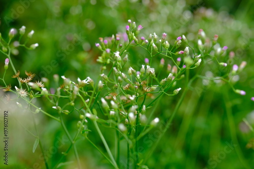 Cyanthillium cinereum (also known as little ironweed and poovamkurunnal or poovamkurunnila in Malayalam, and monara kudumbiya in Sinhalese) is a species of perennial plant in the sunflower family.