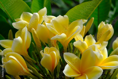 Plumeria acuminata. Yellow Balinese frangipani flowers bloom on the branches.