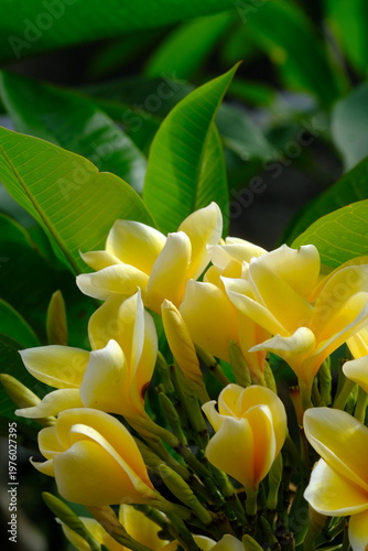 Plumeria acuminata. Yellow Balinese frangipani flowers bloom on the branches.