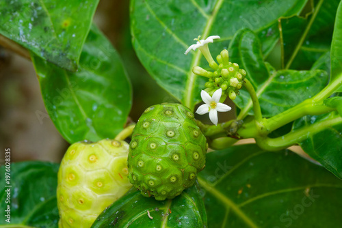 Indian mulberry Noni Morinda citrifolia tropical fruit with flowers green unripe exotic plant medicinal use