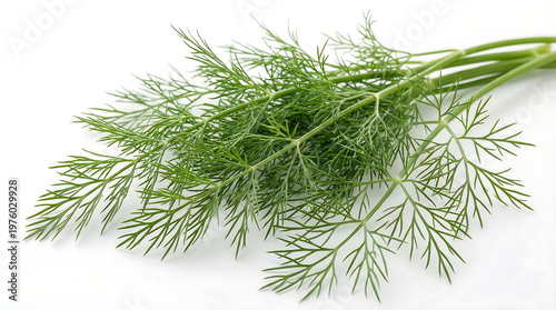 Harvesting fresh dill leaves in a garden culinary herbs natural environment close-up view botanical concept
