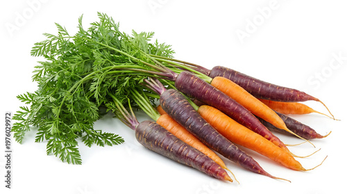 Harvesting colorful carrots organic farm fresh produce outdoor garden close-up healthy eating concept