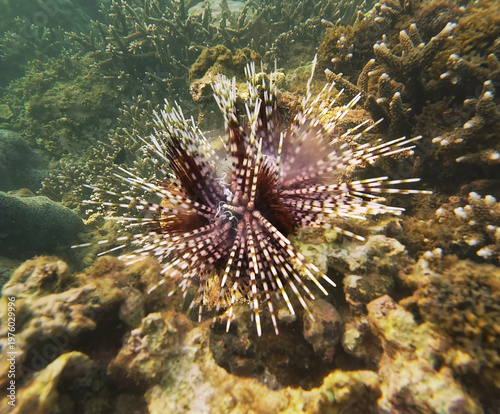 Banded sea urchin (Echinothrix calamaris) releasing white gamete streams