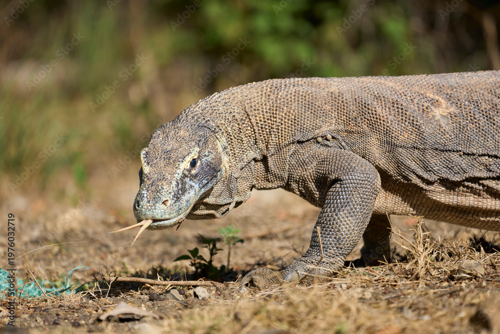 Fototapeta premium Komodo dragon in its natural habitat on Komodo Island. One of the largest lizards on Earth captured in the wild environment of Indonesia.