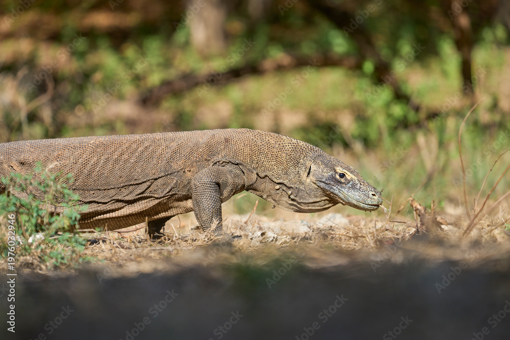 Fototapeta premium Komodo dragon in its natural habitat on Komodo Island. One of the largest lizards on Earth captured in the wild environment of Indonesia.