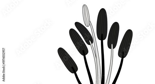 Minimalist botanical illustration of flower stamens on white.