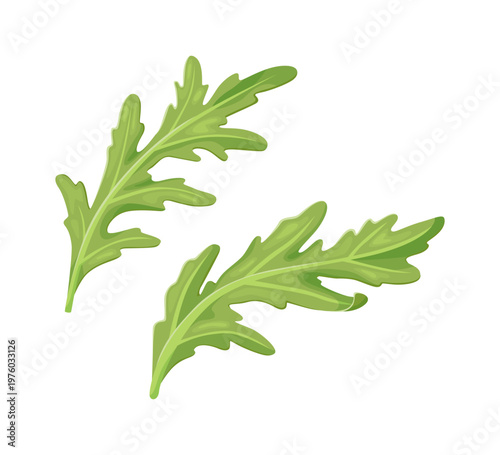Fresh arugula leaves isolated herb illustration