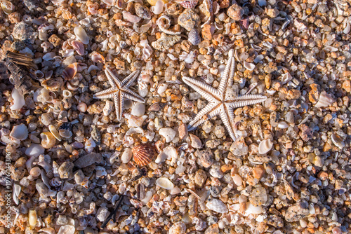 Sabbia con piccole conchiglie e stelle marine