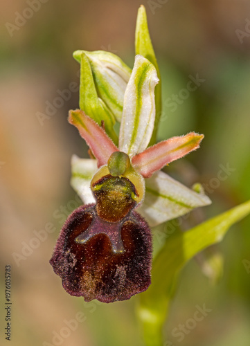 Ophrys exaltata Ten. subsp. morisii (Martelli) Del Prete