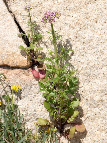 Centranthus calcitrapae