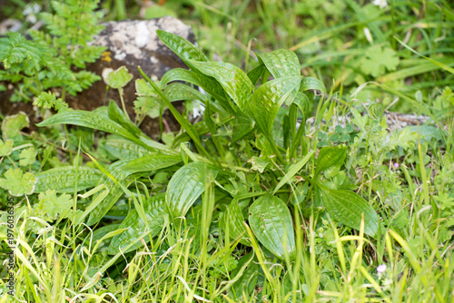 Plantago major