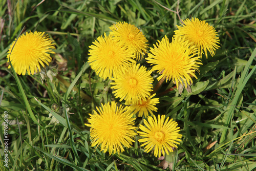 Löwenzahn im Frühling