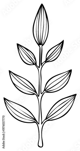 Stylized botanical illustration of plant foliage with oblong leaves in black and white
