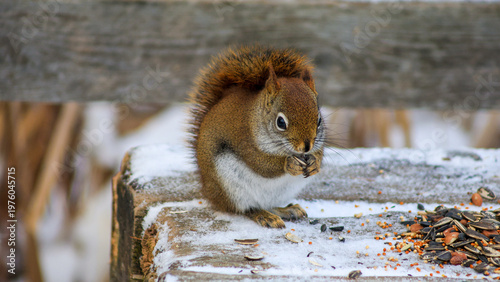 Tableau sur toile Red squirrel eating seeds on wooden surface in winter