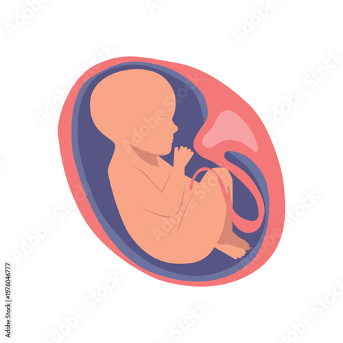 Conceptual vector illustration of a human baby inside the mother's womb, representing prenatal growth, pregnancy, and new life