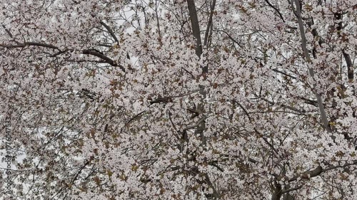 White flowers of a flowering tree with young green and brown leaves on the branches, the freshness of the garden.