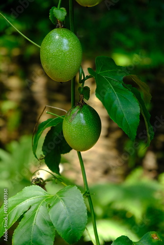 Unripe passion fruit. Yellow passion fruit (passiflora flavicarva) grows in the lowlands