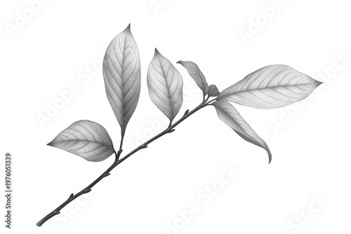 Black and white leaves on a branch, showing natural pattern and texture, isolated on a transparent background