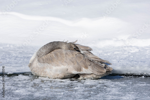 Canvas Print A trumpeter swan cygnet sleeping on the ice in Washago Ontario