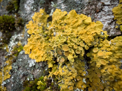 Obraz na płótnie Yellow lichen growing on tree bark surface
