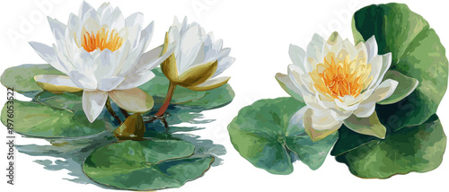 2 sets of white lotus flower with green leaves on water, isolated on white background. Water plant for decorative design and print design on fabric, clip art