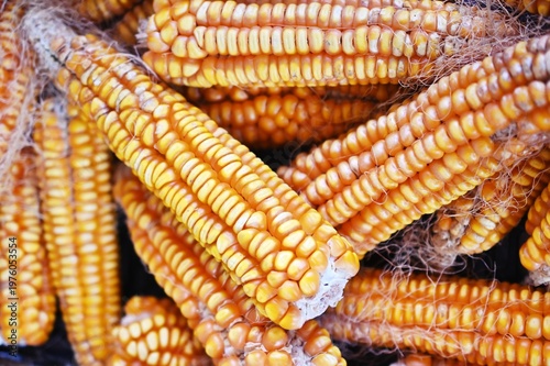 Close-up of dried corn cobs piled together, vibrant golden-yellow and deep orange kernels