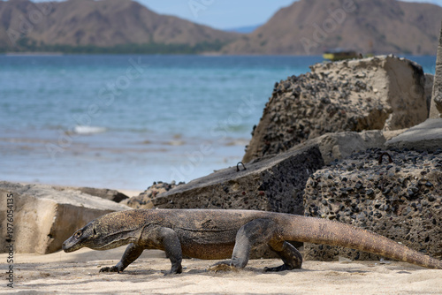 Komodo dragon searching for food along the beach of Komodo Island, moving confidently in its natural coastal habitat.