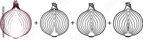 Onion cross section illustration set featuring layered bulb anatomy, detailed line art variations, and vegetable structure design in vector style
