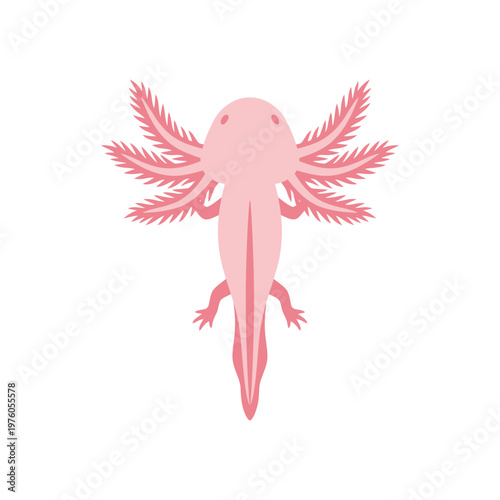 Pink axolotl with feathery external gills, isolated on white background salamander