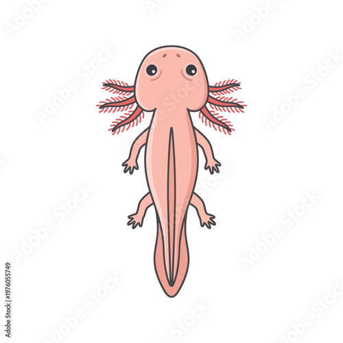 Cute Pink Axolotl Top View Vector Illustration Mexican Walking Fish
