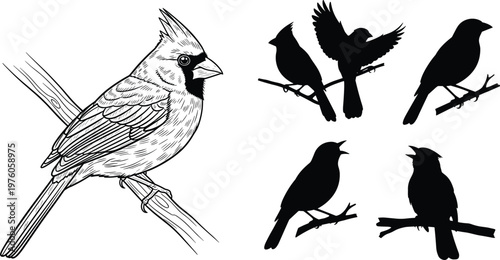 Bird illustration and silhouette set featuring detailed cardinal drawing and perched songbird shapes, wildlife nature elements in black vector style