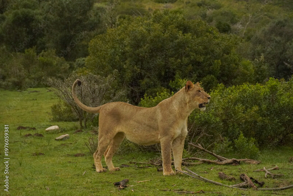 Fototapeta premium Lioness standing alert in Gondwana Game Reserve
