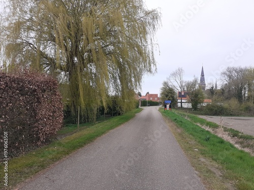 a country road and a big green weeping willow in front of little village 'Hengstdijk' in the dutch countryside in springtime