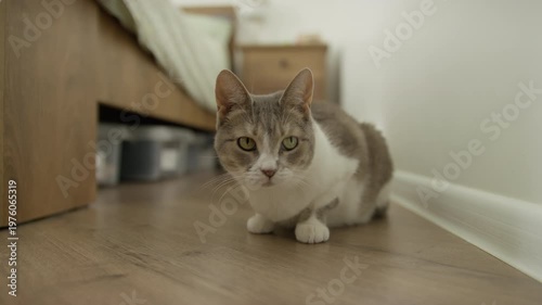 Gray and White Cat Crouching Indoors