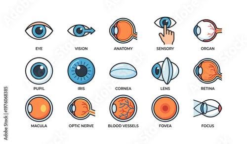 Eye anatomy icons: vision, sensory organs, and components explained