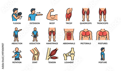 Human body muscle groups and movements illustrated chart