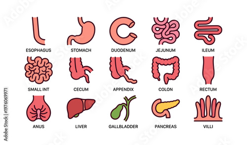 Digestive system icons: organs and structures simplified