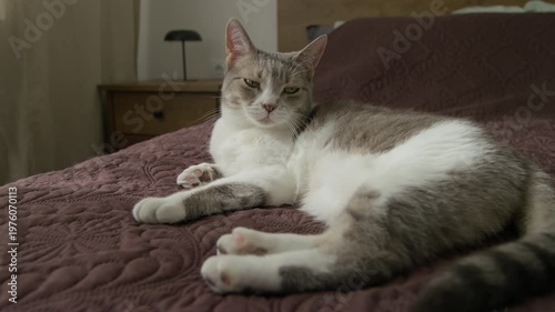 Relaxed Gray and White Cat on Bed