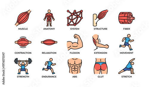 Human muscle anatomy and fitness icons: structure, flexion, strength, endurance, stretch