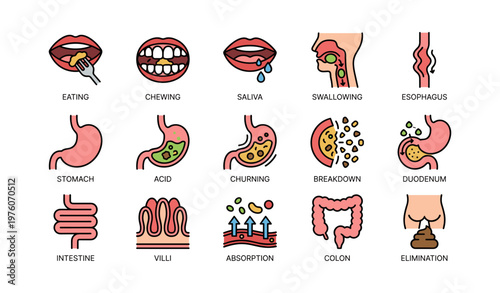 Digestive system diagram illustrating key processes and organs