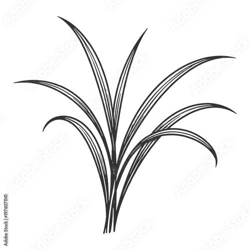 Decorative grass plant vector illustration in simple black and white line art botanical style