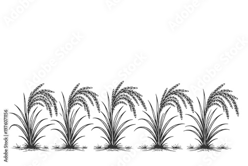 Row of rice plants vector illustration in fine line art style with black and white harvest scene